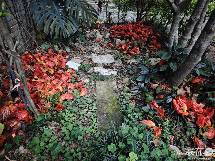 这几天收集的这些红花