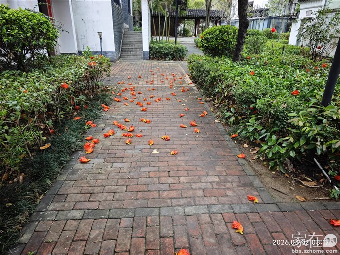 惠州屋前这些花根本捡不完