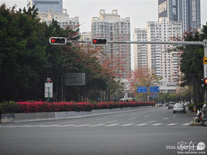 听说东北人非常羡慕深圳的三角梅，他们老说他们那边怎么种都种不活，可是在深圳随便路边都是绽放的三角梅，羡慕死他们了。