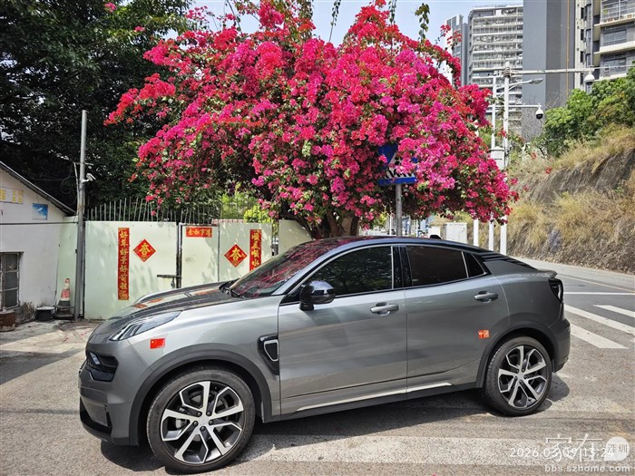 村子外的这颗三角梅又是这样无缘无故的绽放了，从来没人打理，可每次花都开得这么猛。