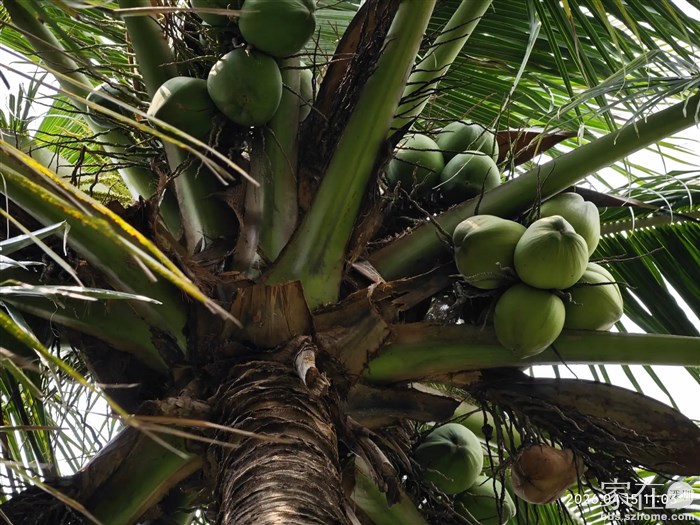 这椰子多到就能证明深圳已经进入热带了吧
