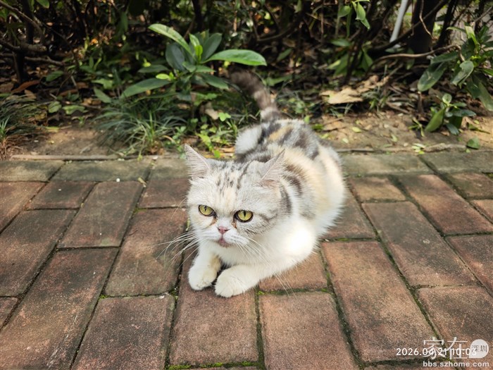 这个被我家孩子称为话唠的漂亮猫，前段时间生了小猫但一直找不到窝在哪。