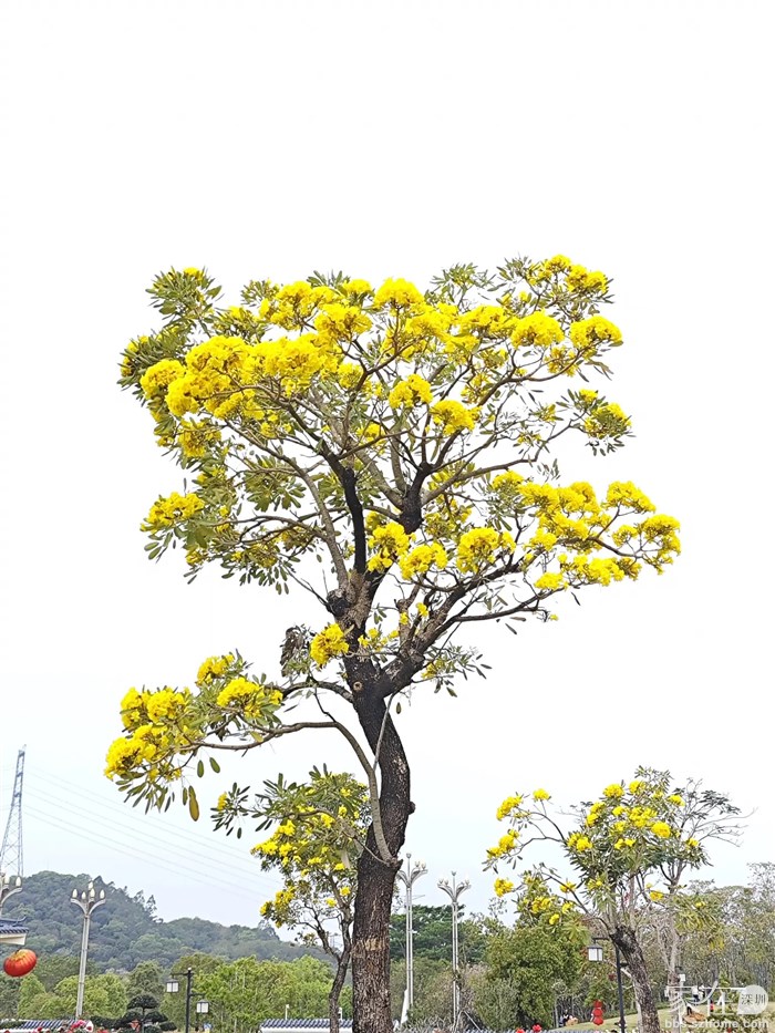 花树，没有叶，全部是花