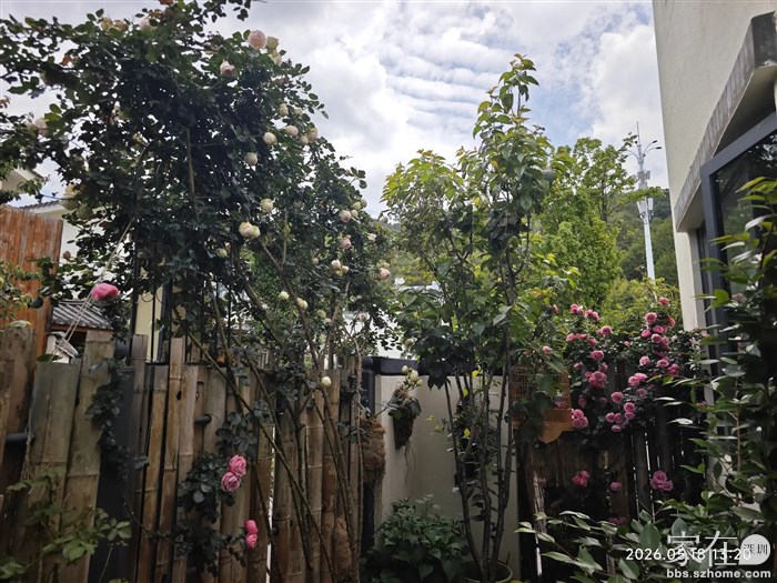 大理种花很容易就能长的很好
