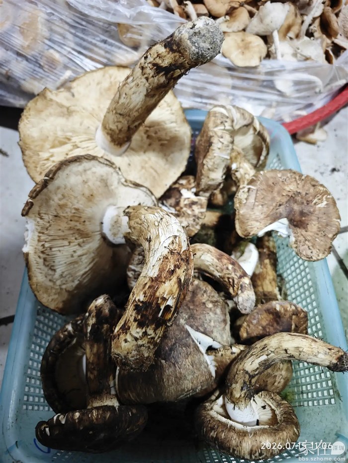 这个完全开了伞的松茸100块一斤，买了2个尝尝鲜。