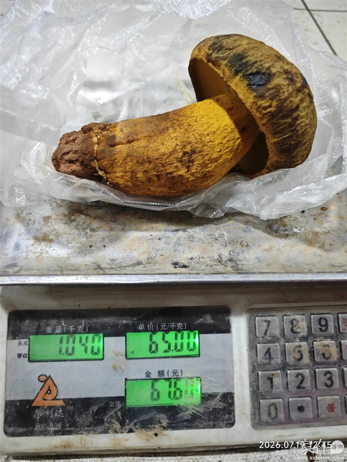 67元拿下这棵美味牛肝菌