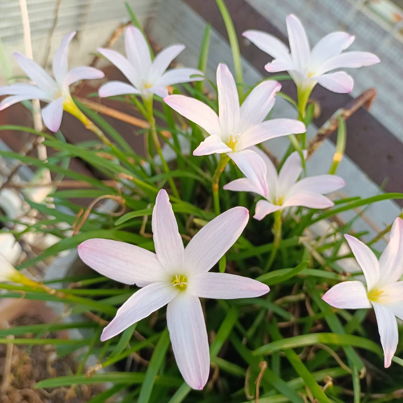 深秋盛开的风雨兰_景发花园 - 家在深圳